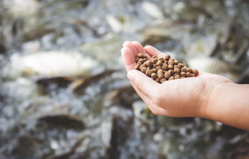 animal feed